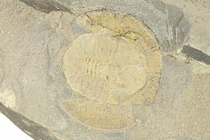 Trinucleid Trilobite (Declivolithus) - Mecissi, Morocco #283766